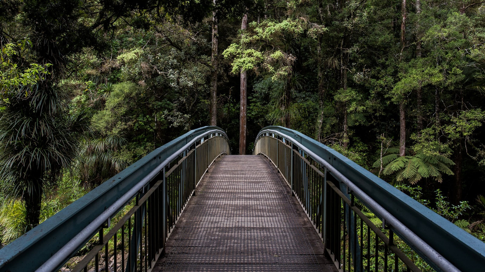 A winding path through a calm green forest stretching gently into the distance