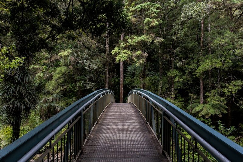 A winding path through a calm green forest stretching gently into the distance