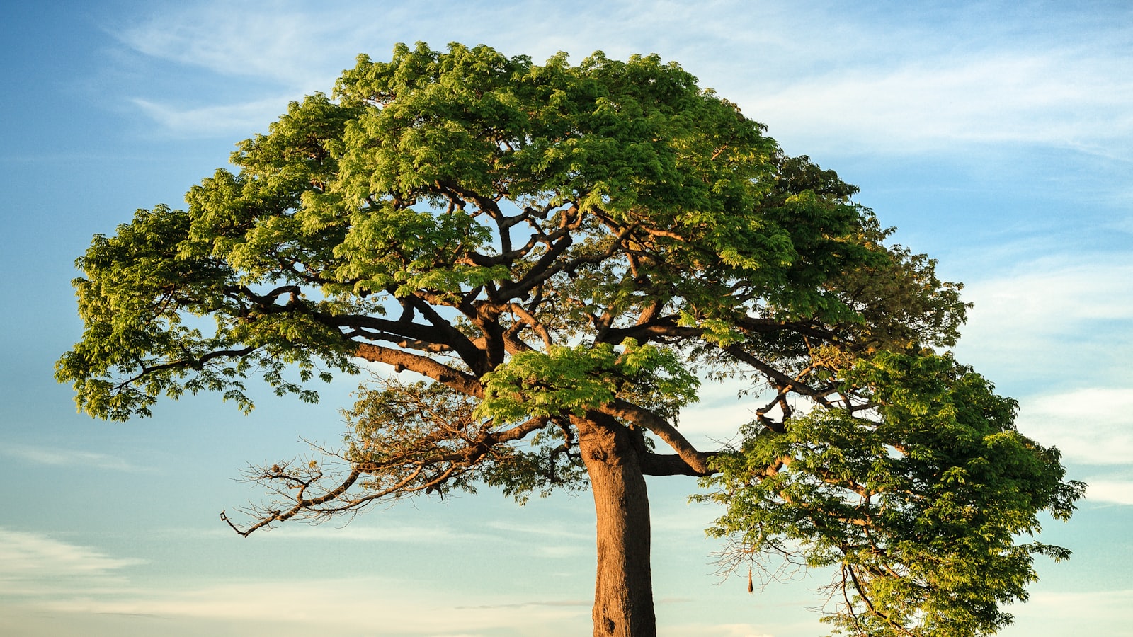 A lone tree standing steady on a windswept hillside under a wide sky